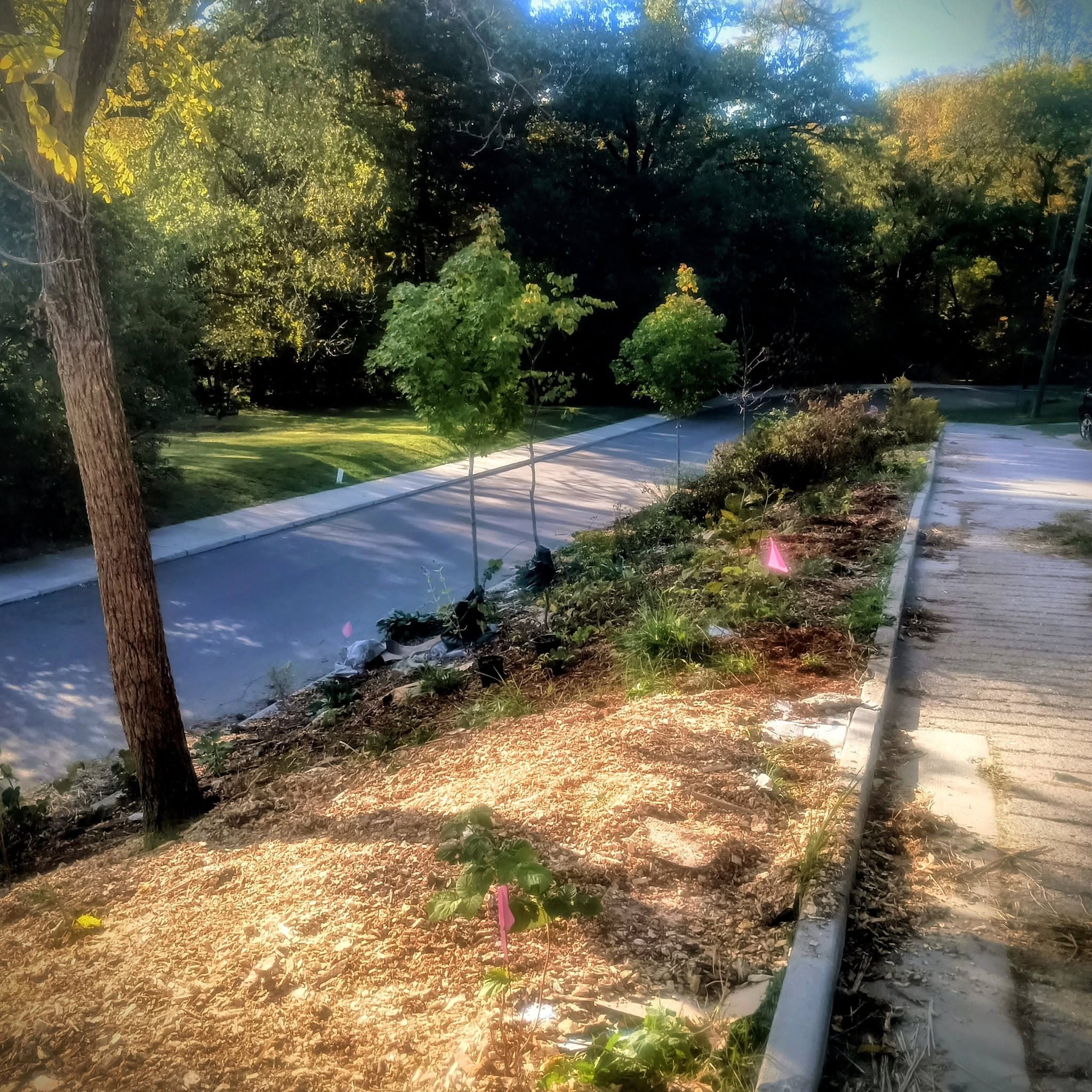 A view of the Langland Wildway site after project work.
